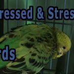 Signs That Your Bird Is Depressed