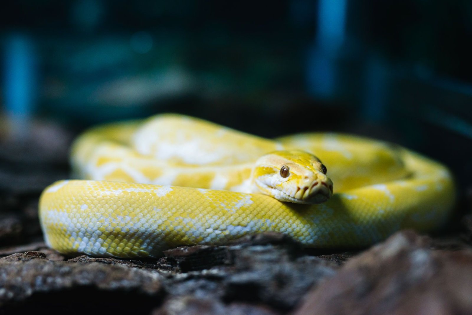 Snake Species Commonly Kept As Pets