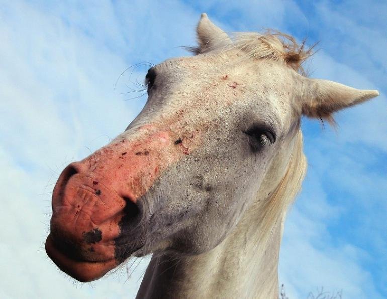 Sunburn Or Photosensitivity in Horses