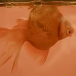 Swim Bladder Disease And Treatment in Aquarium Fish
