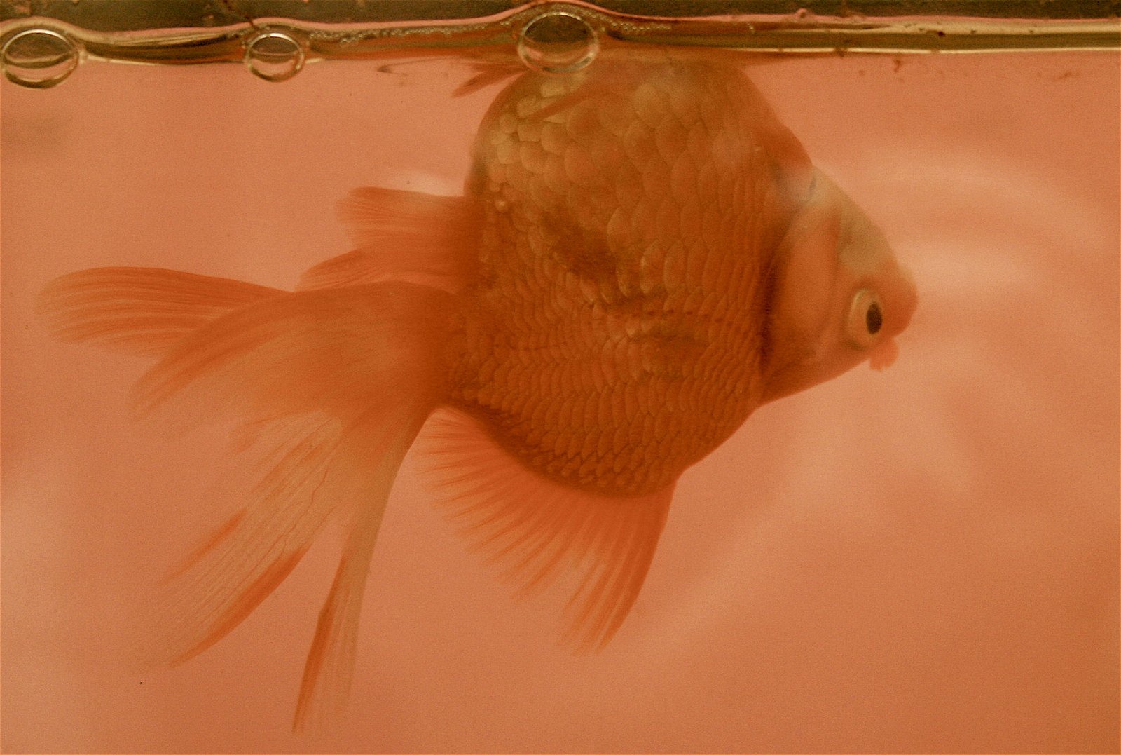 Swim Bladder Disease And Treatment in Aquarium Fish
