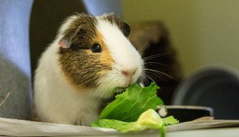 What to Know Before Getting a Pet Guinea Pig