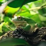 What You Need to Know About Pet Frogs