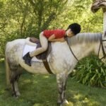 10 Best Horse And Pony Breeds for Kids