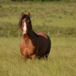 10 Horse Care Tips And Tricks