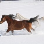 10 Popular Horse Quotes And What They Mean