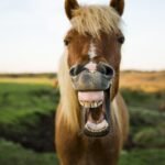 12 Ways Your Horse Tells You It Needs Its Teeth Checked