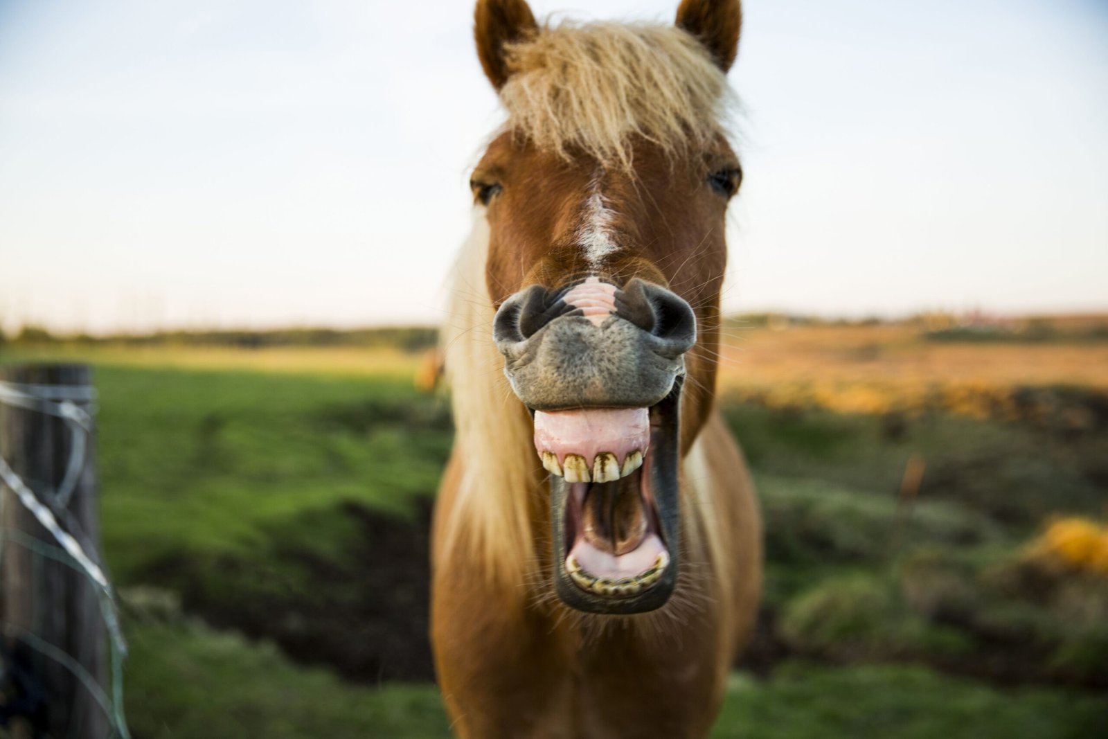 12 Ways Your Horse Tells You It Needs Its Teeth Checked