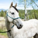 47 White Horse Names