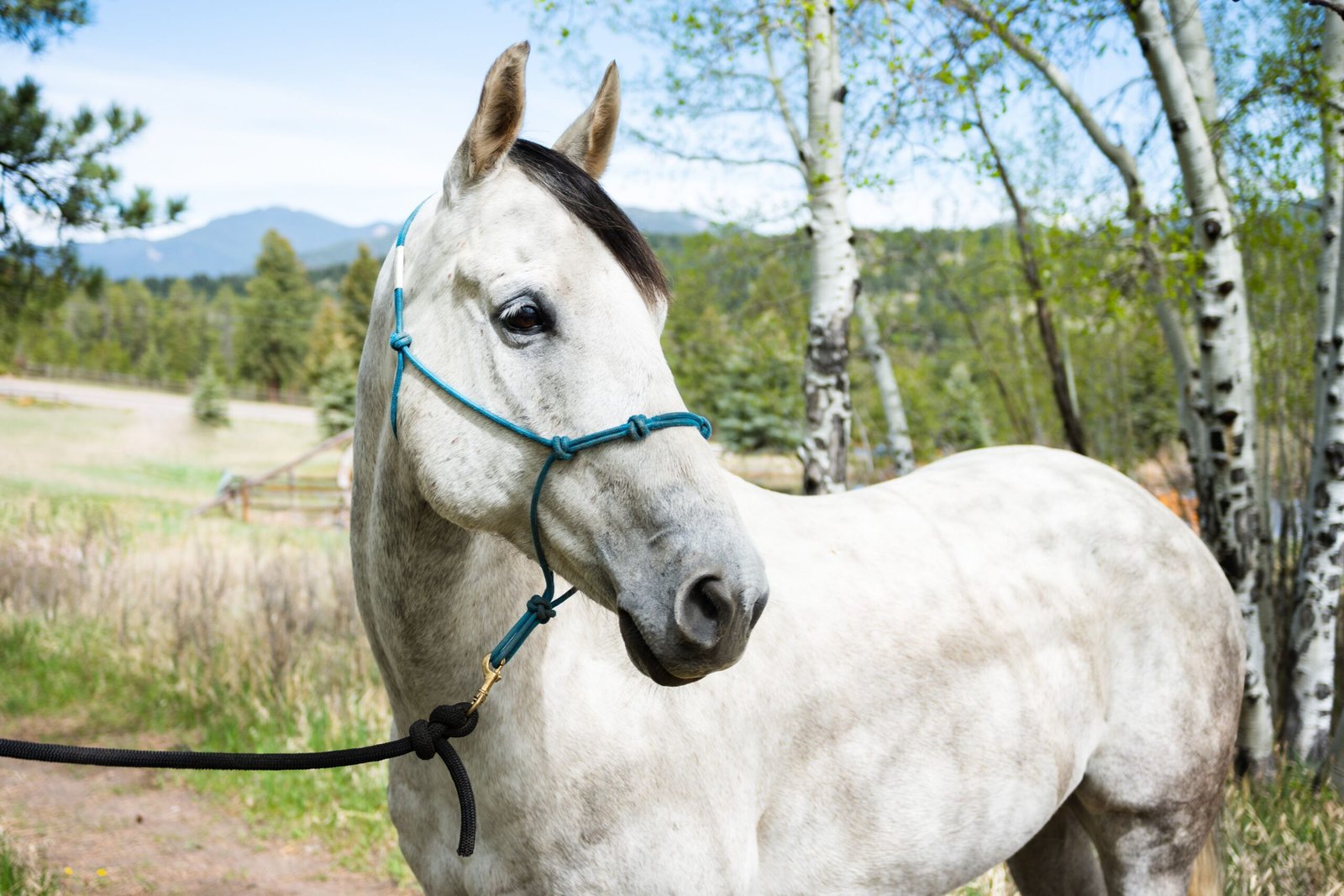 47 White Horse Names