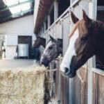 9 Facts About Horse Manure