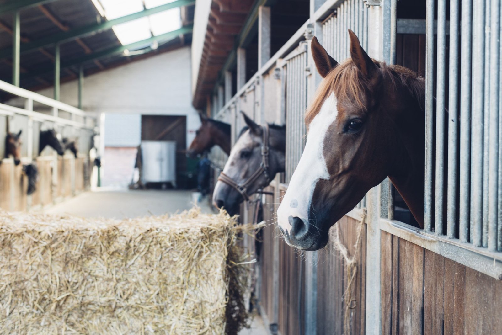 9 Facts About Horse Manure