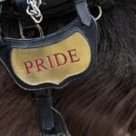 9 Fun And Useful Horse Name Generators