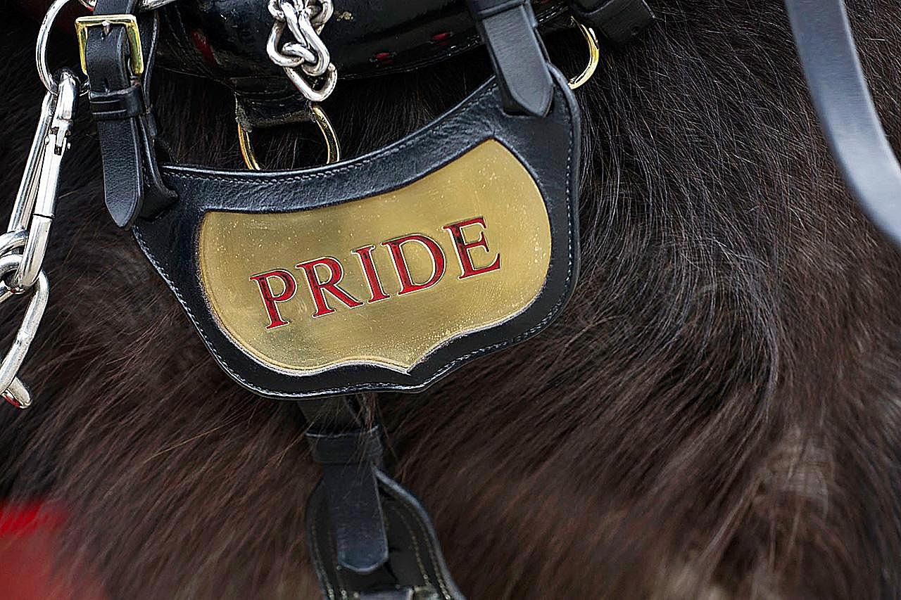 9 Fun And Useful Horse Name Generators