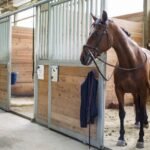 A Look at What Different Types of Horse Boarding Stables Can Offer