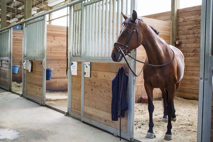 A Look at What Different Types of Horse Boarding Stables Can Offer