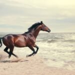 A Picture Guide to the Different Parts of a Horse