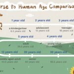 Comparing Horse to Human Age