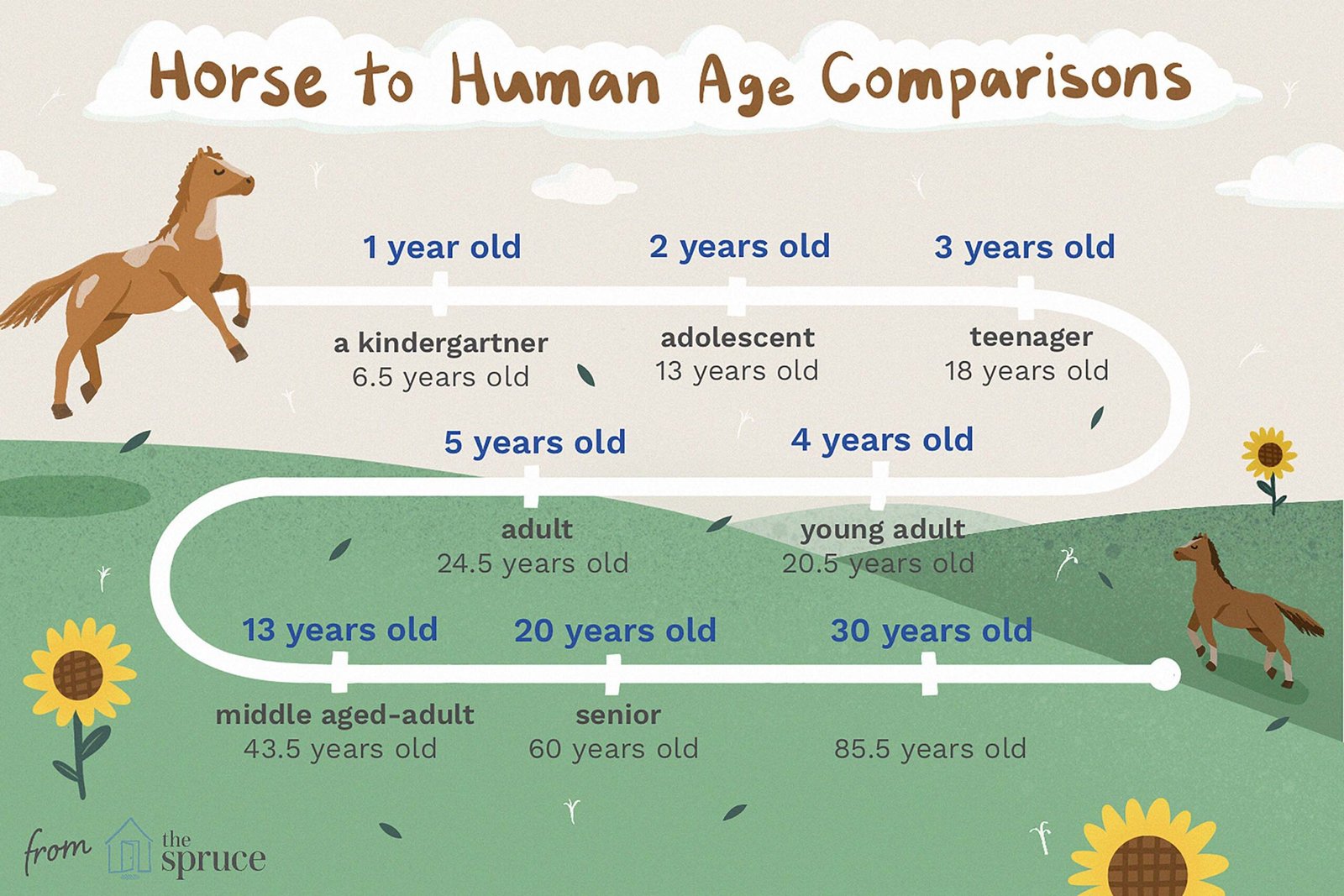 Comparing Horse to Human Age