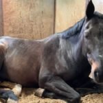 Do You Know How Horses Sleep?