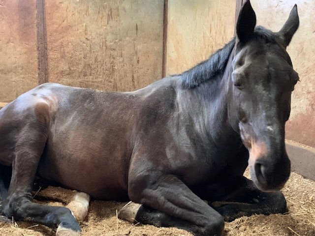 Do You Know How Horses Sleep?