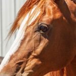 How Long Do Horses Live?