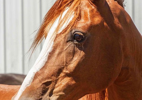 How Long Do Horses Live?
