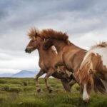How to Deal With the Horse Pasture Bully