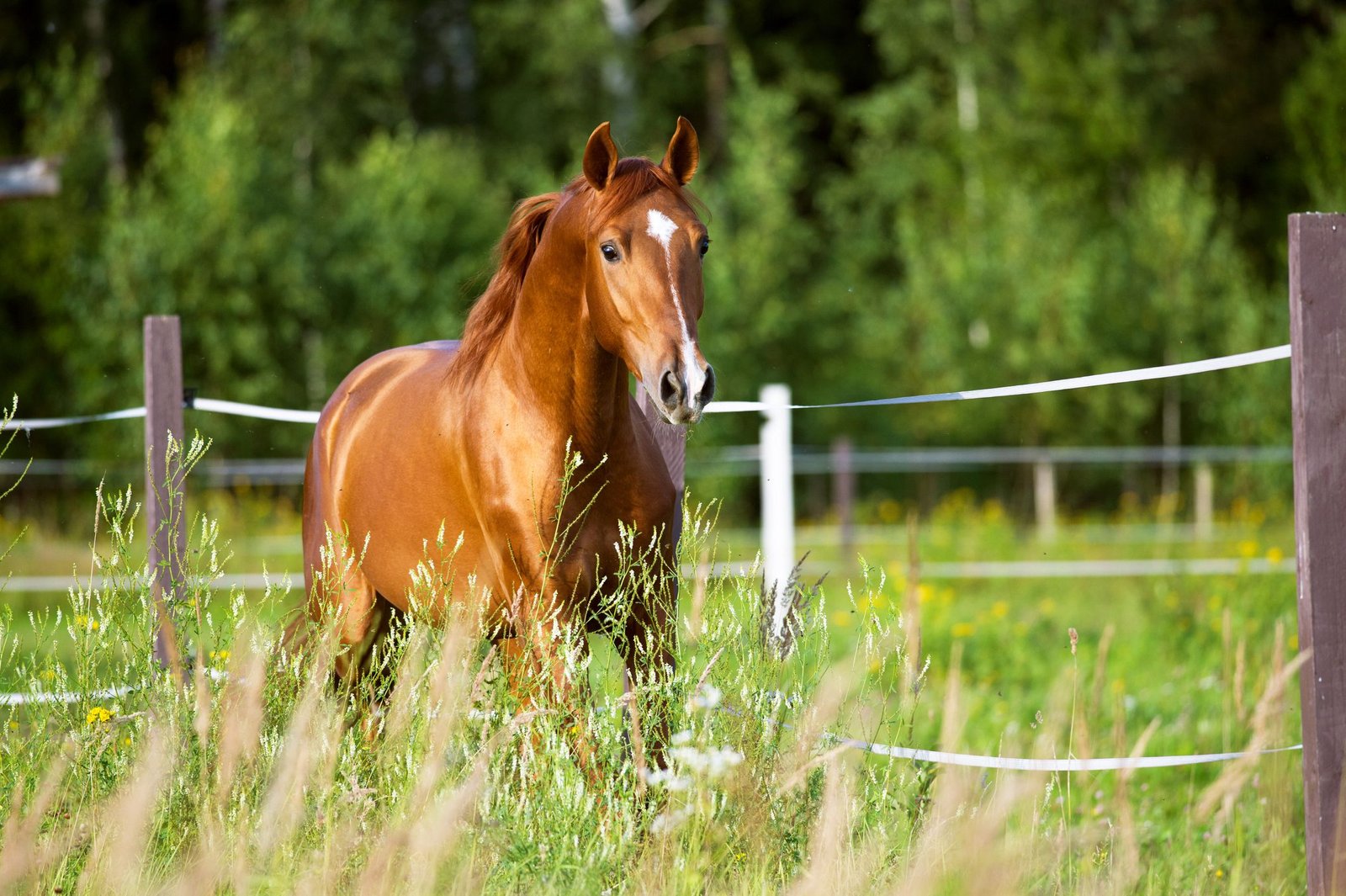 How to Find Your Horse'S Pedigree