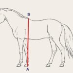 How to Measure a Horse'S Height