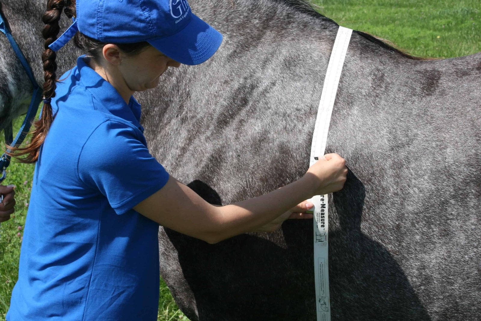 How to Measure a Horse'S Weight