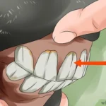 How to Tell a Horse'S Age by Its Teeth