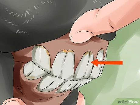 How to Tell a Horse'S Age by Its Teeth