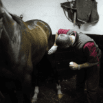 Locked Stifle Joints in Horses