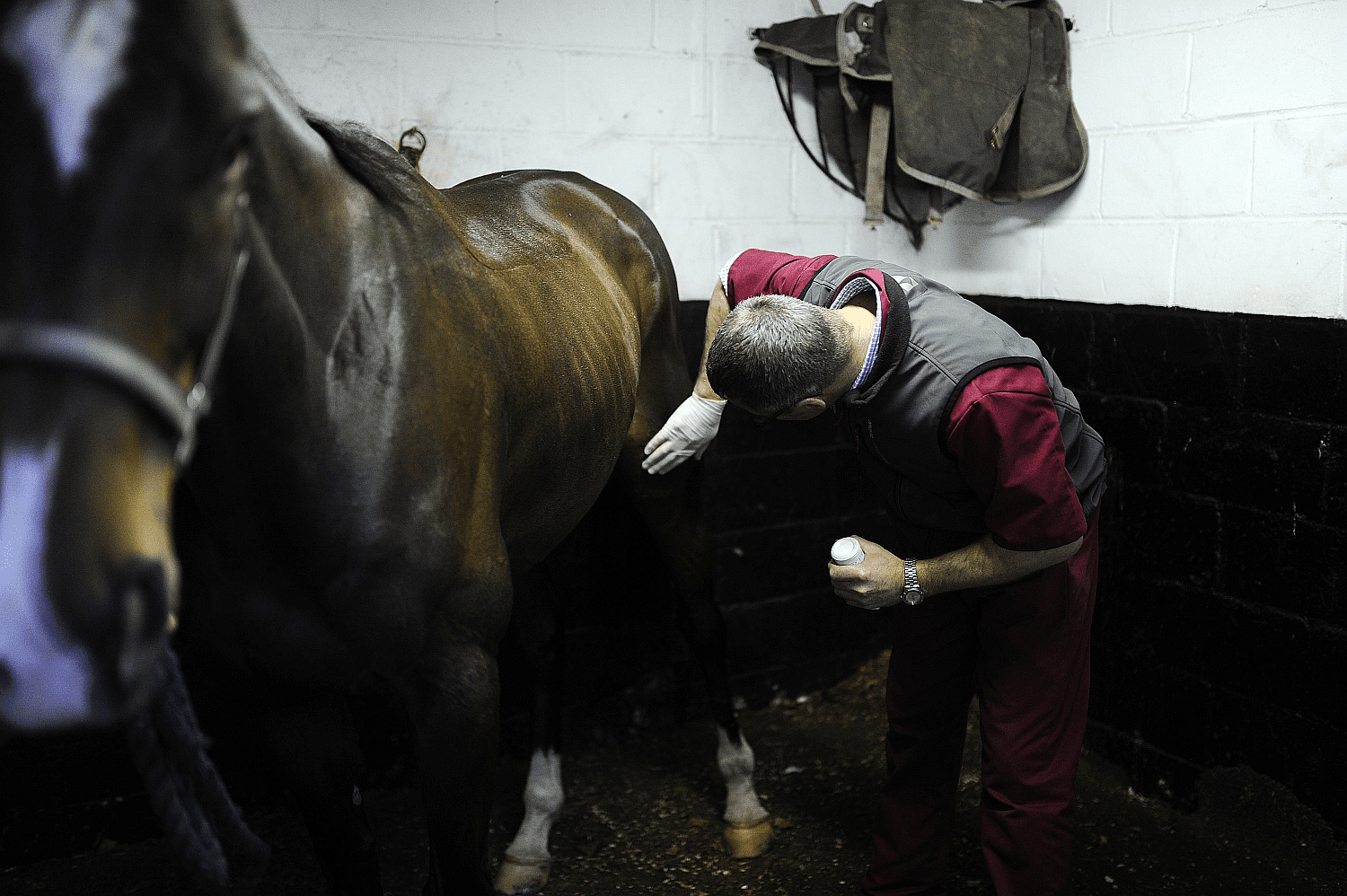 Locked Stifle Joints in Horses