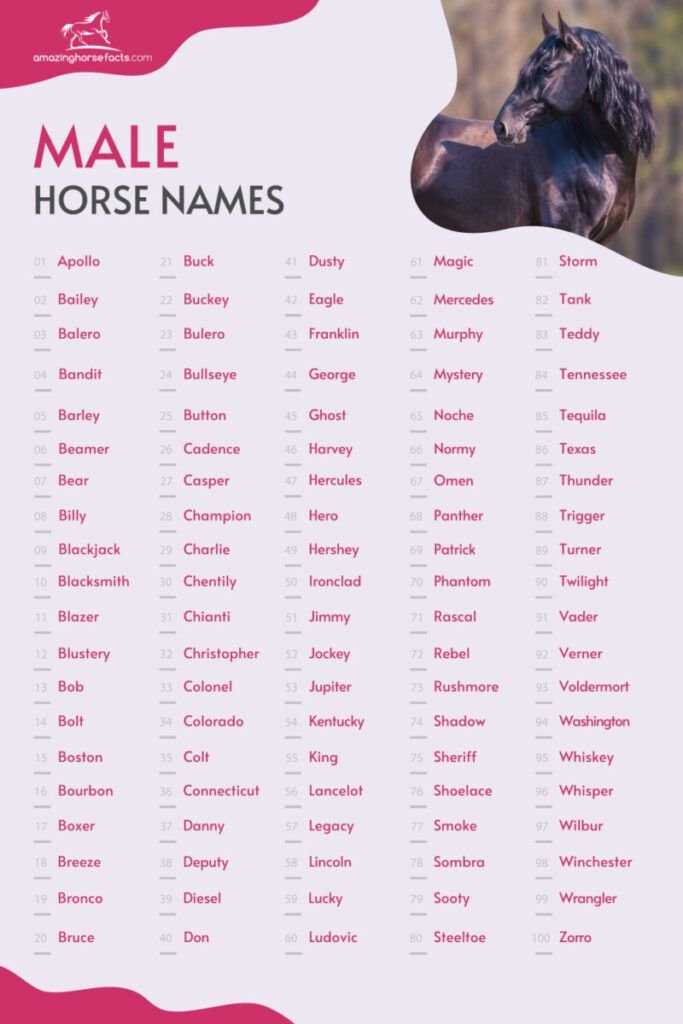 Names for Geldings And Stallions