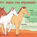 Should a Beginner Rider Buy a Stallion, Gelding Or Mare?