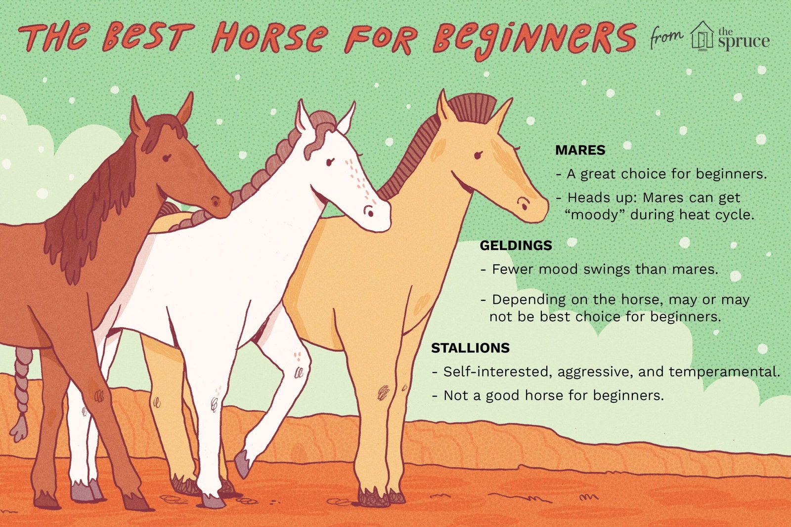 Should a Beginner Rider Buy a Stallion, Gelding Or Mare?
