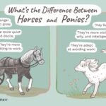 The Difference Between Horses And Ponies