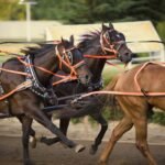 Thoroughbred Horse: Breed Profile