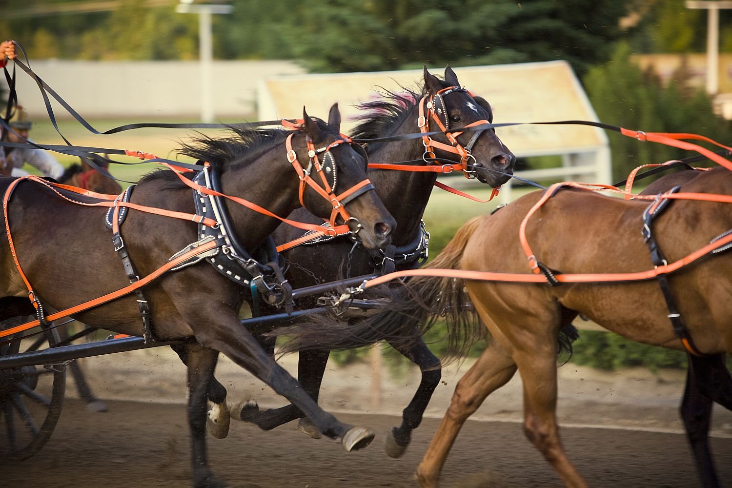 Thoroughbred Horse: Breed Profile