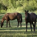 Trees Not to Have in Your Horse Pasture