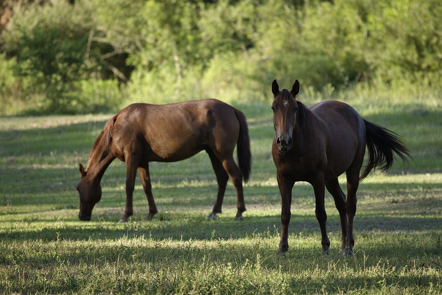 Trees Not to Have in Your Horse Pasture