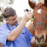 Videos of Horses With Equine Protozoal Myeloencephalitis (Epm)
