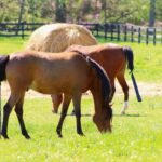 What Does It Cost to Care For a Horse?