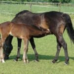 What Makes a Horse a Filly