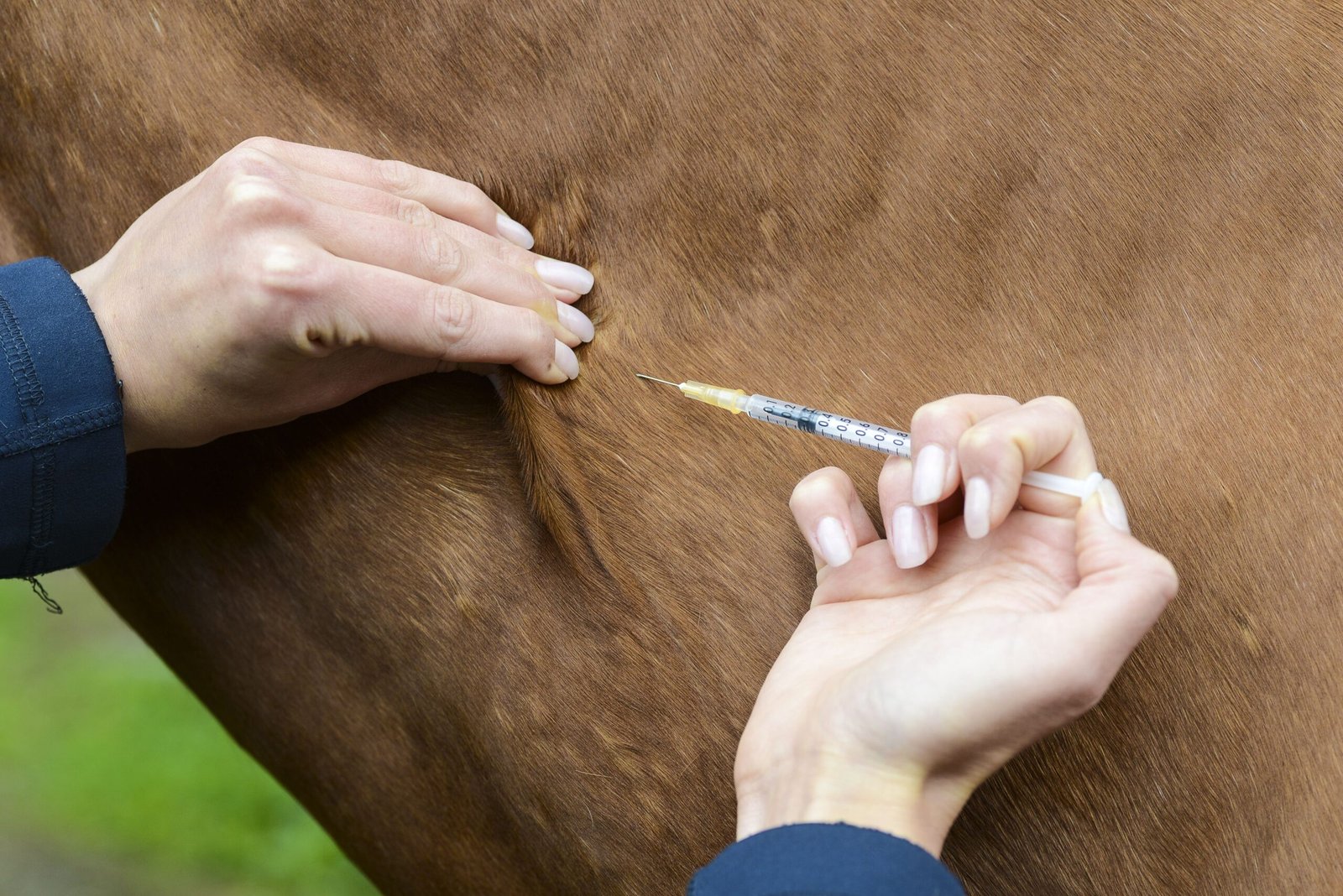 When It'S Time to Euthanize a Horse