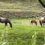 Why Turnout Is Important for Your Horse