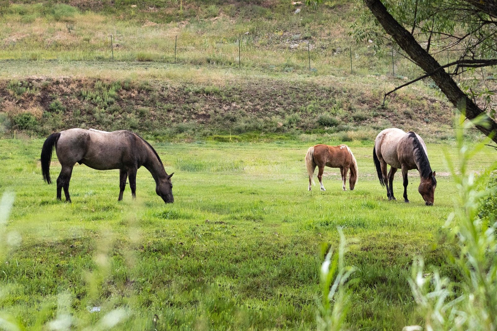 Why Turnout Is Important for Your Horse